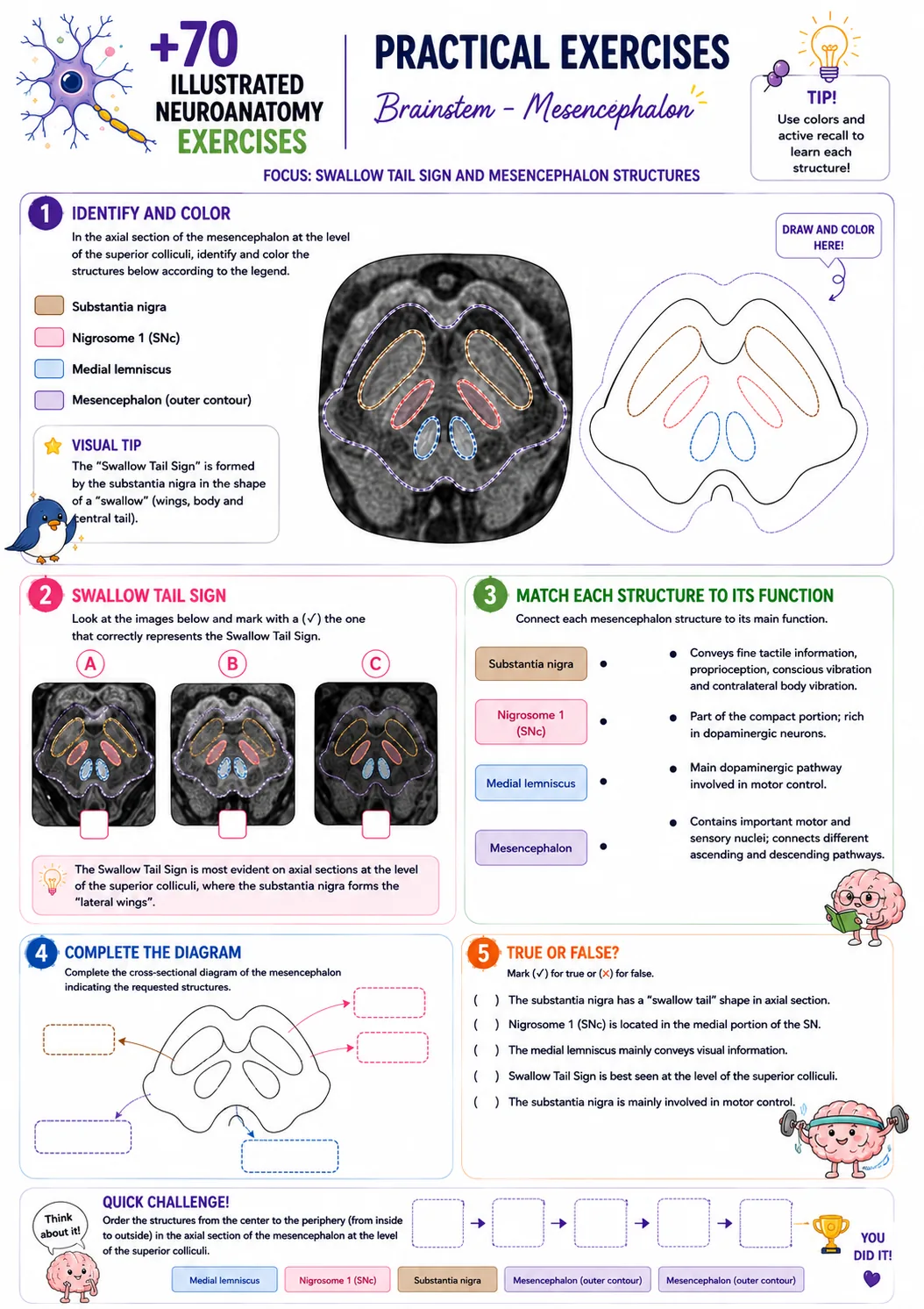 Brainstem mesencephalon exercise preview
