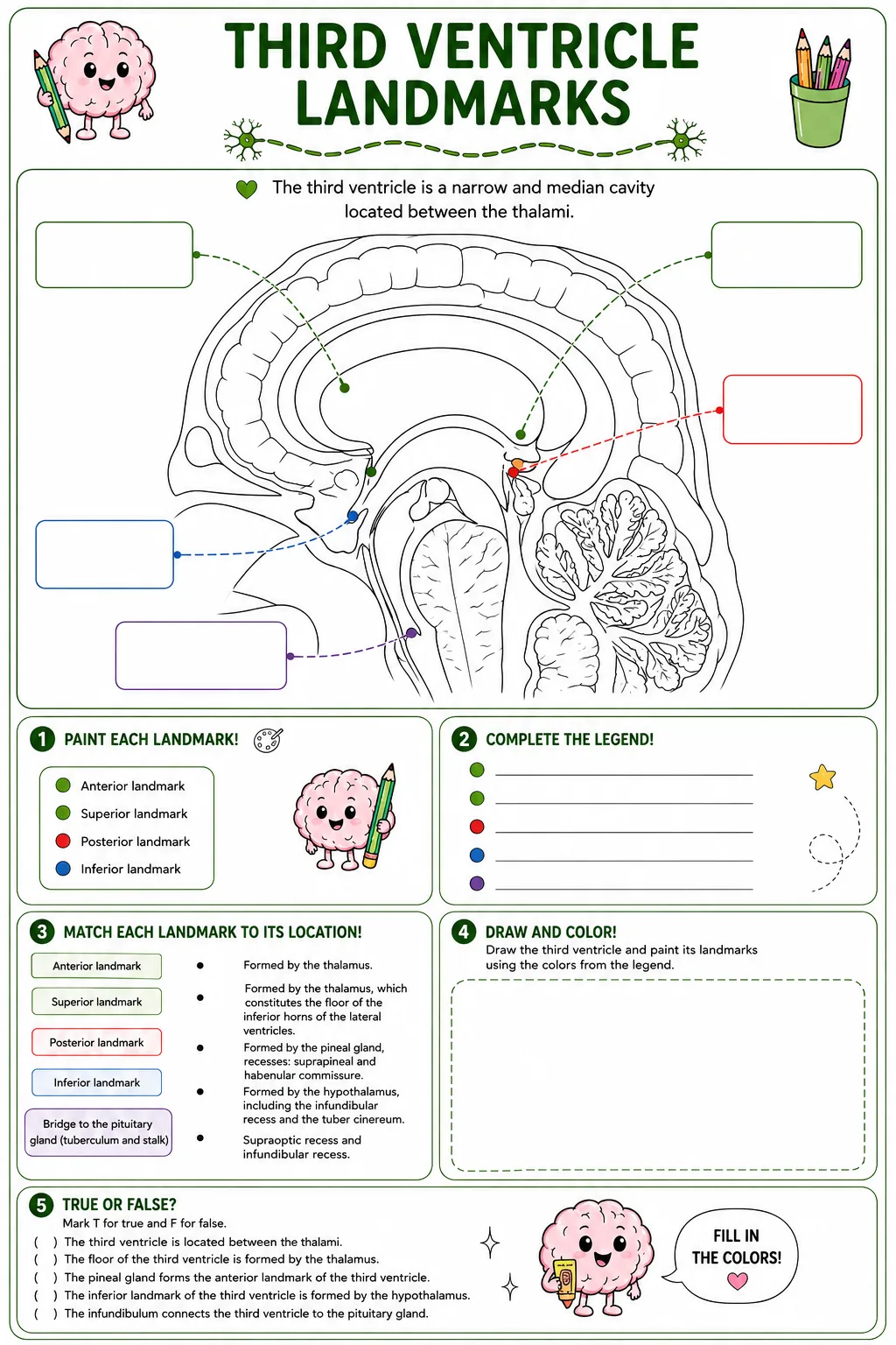 Third ventricle landmarks exercise preview